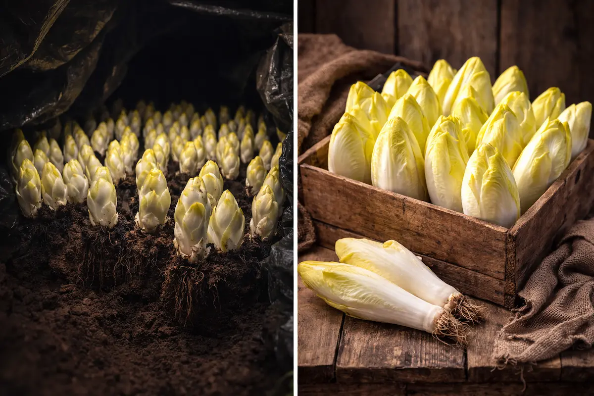 Culture de chicons belges sous bâche opaque pour les protéger de la lumière