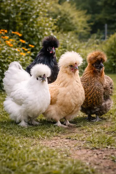Poule Soie dans une basse-cour en Belgique
