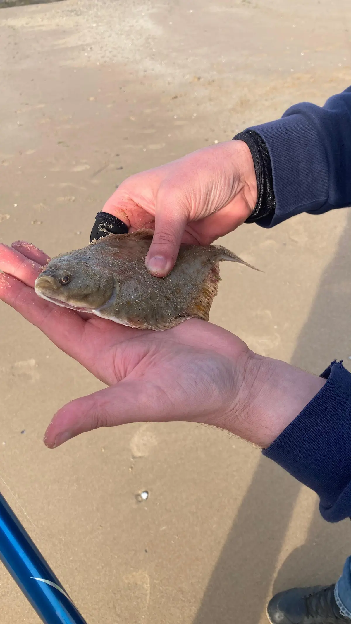 Poisson plat pêché sur la plage de la mer du Nord en Belgique trop petit pour être conservé