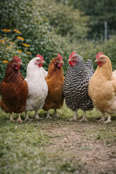Poules pondeuses de différentes couleurs dans une basse-cour en Belgique