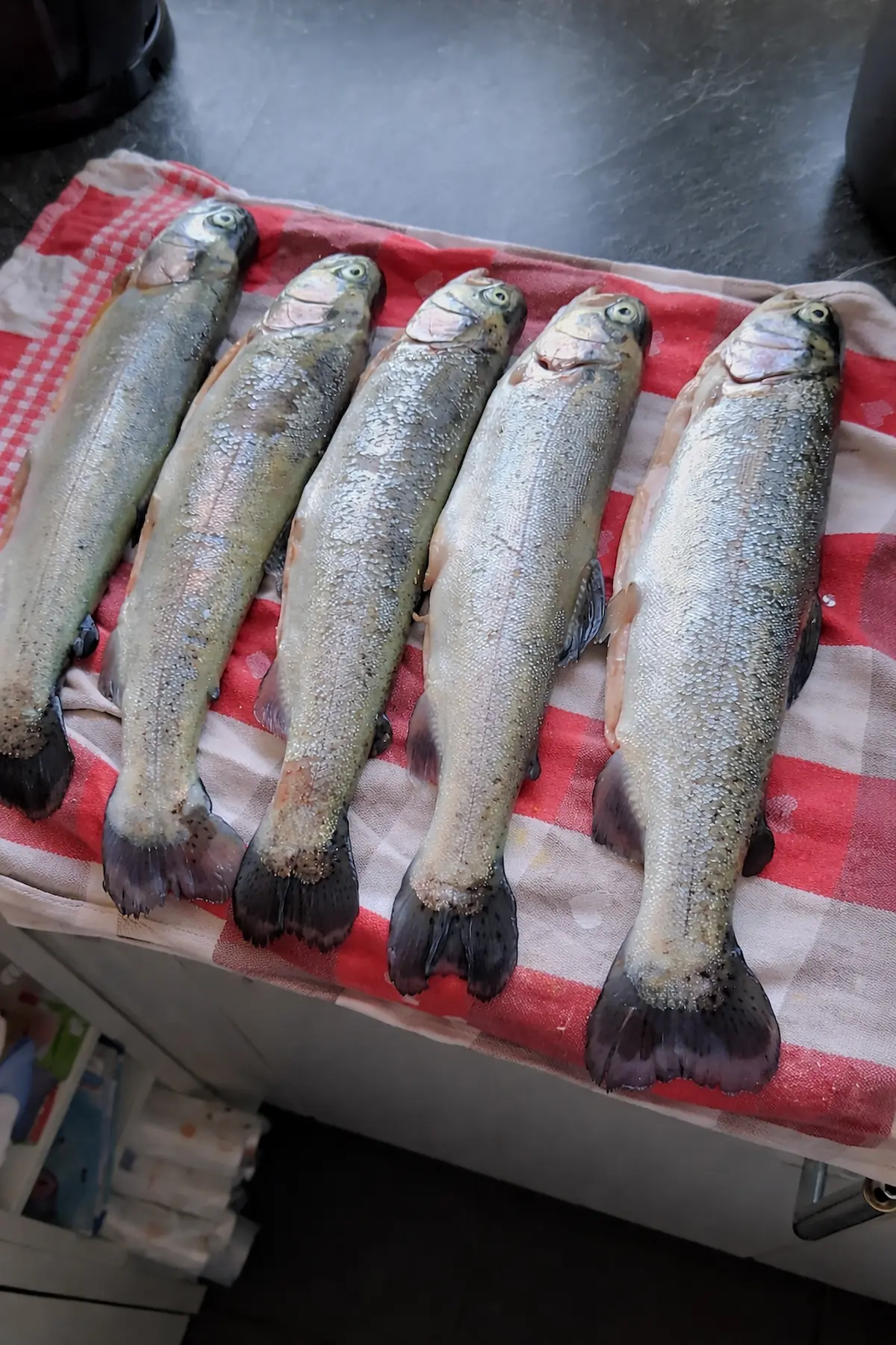 Truites fraîchement pêchées dans un étang de pêche en Belgique