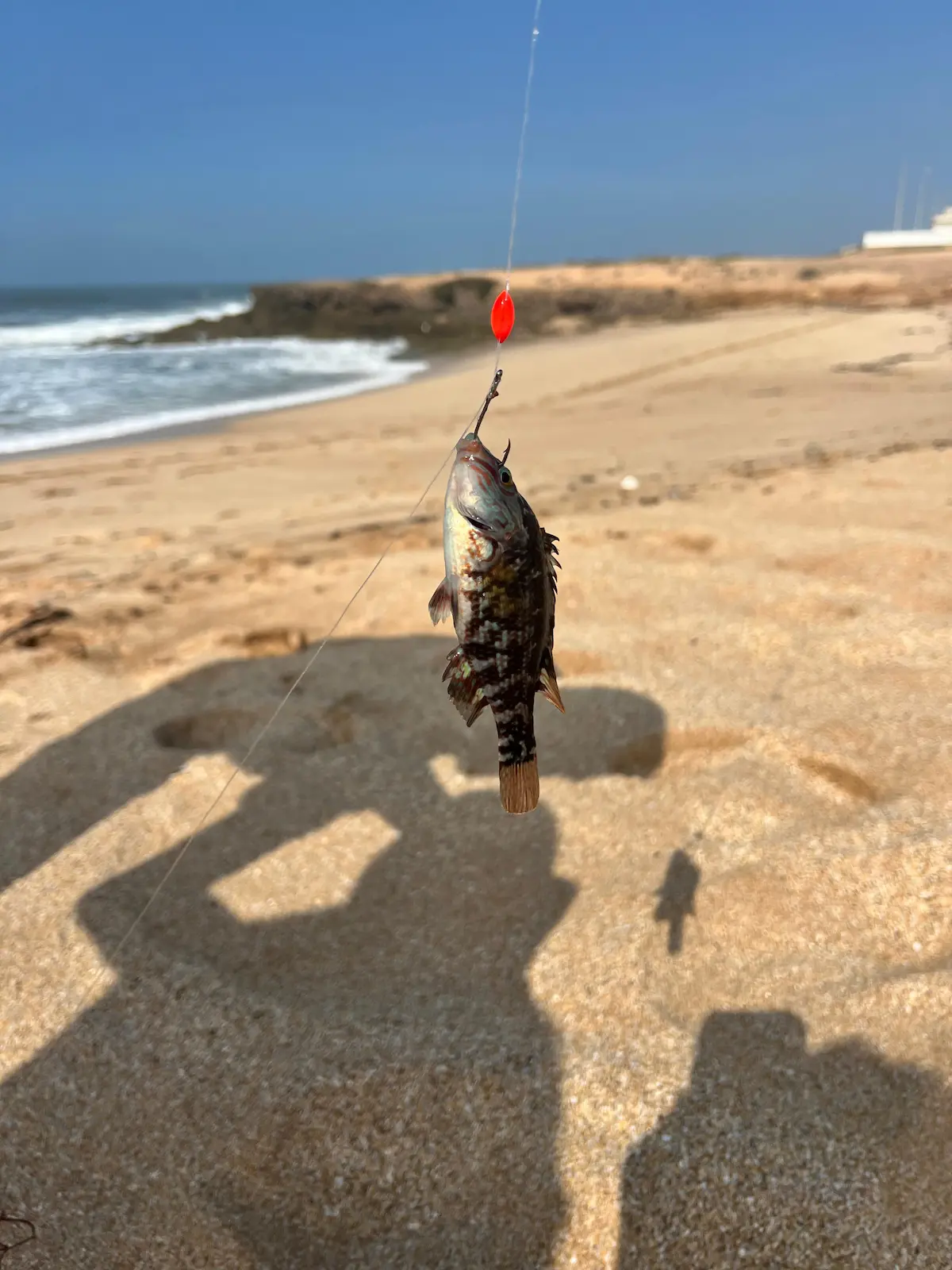 Petite vieille pêchée en surfcasting au Maroc puis relâchée car trop petite